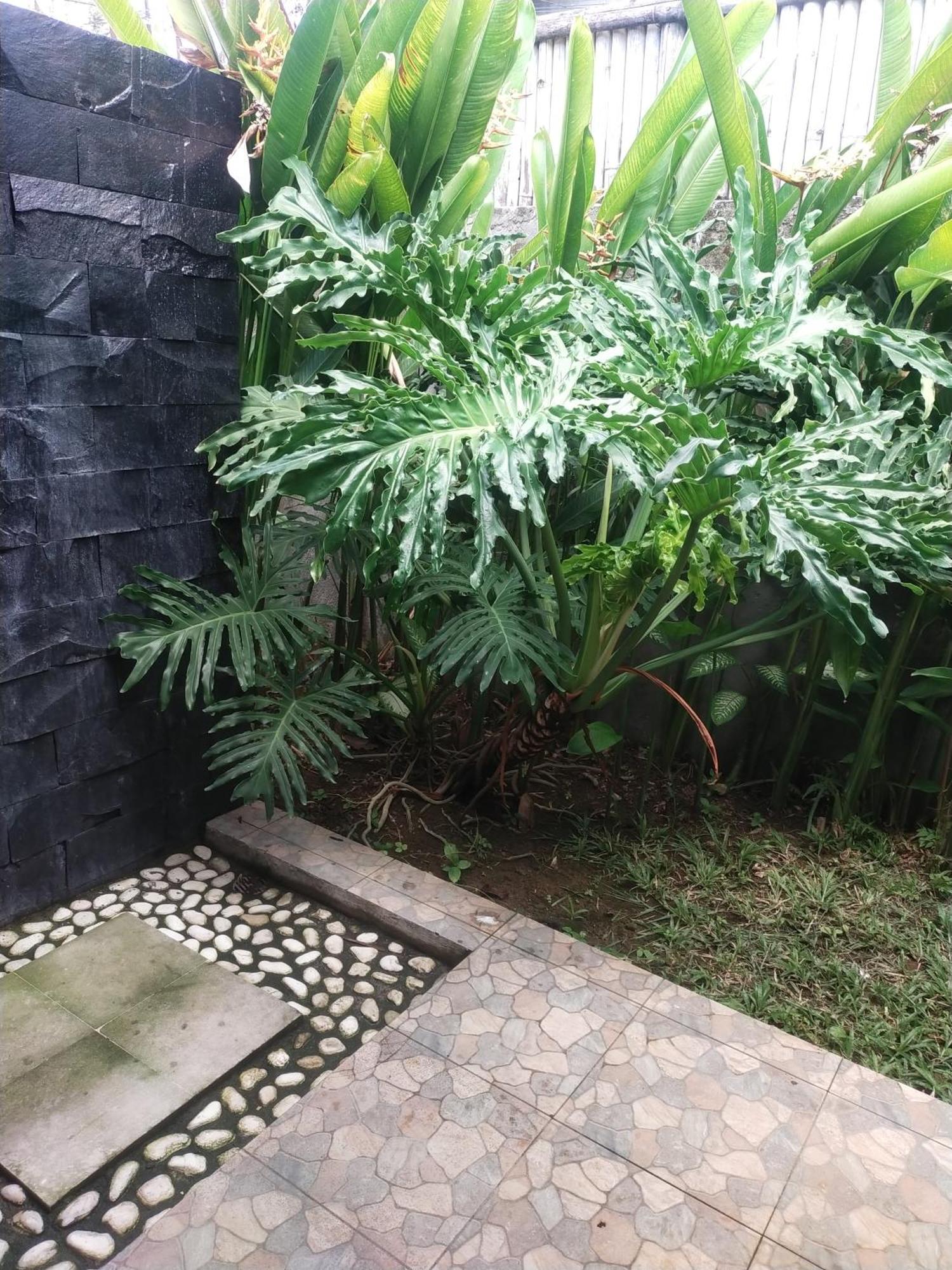 Comeback Guesthouse Canggu Exteriör bild